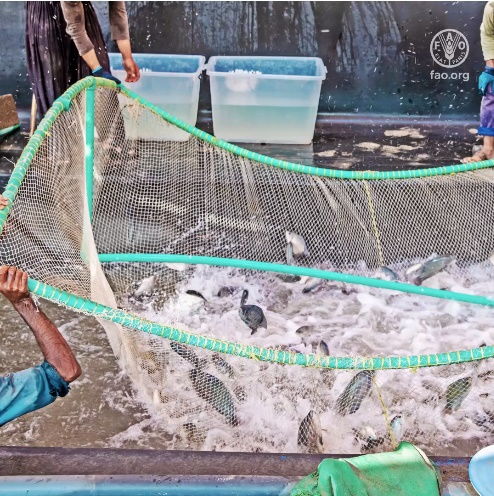 第四屆全球水產(chǎn)養(yǎng)殖大會(huì)開幕,聯(lián)合國糧農(nóng)組織總干事出席大會(huì)并講話