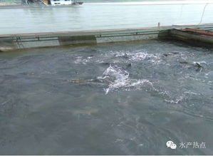 瘦身魚會(huì)是水產(chǎn)養(yǎng)殖的未來發(fā)展方向嗎