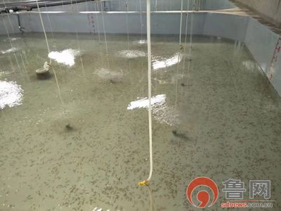 海緣養(yǎng)殖科技:技術領域樹品牌 &ldquo;南苗北育&rdquo;模式促發(fā)展