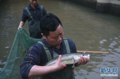 圖片故事:保育珠江水系珍稀魚(yú)類(lèi) 他們堅(jiān)守泥塘近10年