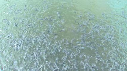 西藏林芝:探索"冷水魚(yú)+"模式 推動(dòng)高原漁業(yè)發(fā)展