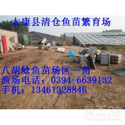 【鯽魚(yú)苗多少錢(qián)一條鯰魚(yú)苗太康縣清倉(cāng)魚(yú)苗繁育廠水產(chǎn)】-