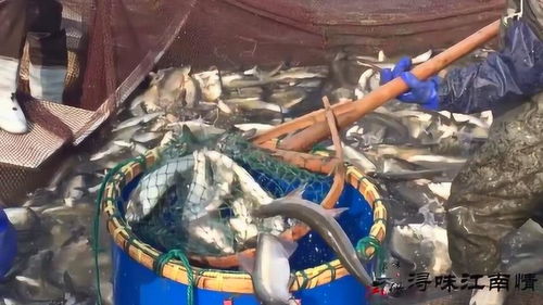 農(nóng)村農(nóng)民這水產(chǎn)養(yǎng)殖技術(shù),這一網(wǎng)捕的魚(yú)也太多了,但魚(yú)農(nóng)不開(kāi)心