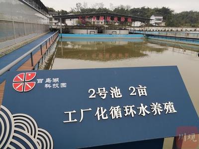 稻田水暖蝦先"知"大竹小龍蝦住進智能化"公寓"