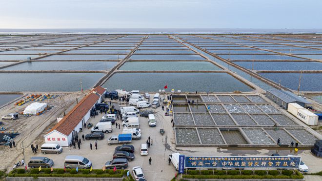 踐行二十大 奮進新征程|射陽:生態(tài)蟹苗俏四方