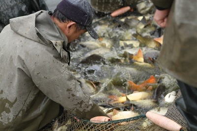 大湖股份聯(lián)手&ldquo;魚院士&rdquo;助力湖南水產(chǎn)千億產(chǎn)業(yè)目標
