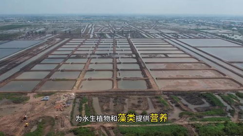 水產(chǎn)養(yǎng)殖中,芽孢桿菌有三大作用 但這4點(diǎn)也需要注意