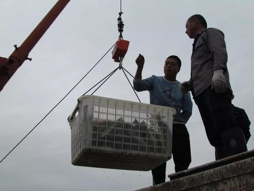 18元 斤,這里魚(yú)價(jià)常年全國(guó)最高