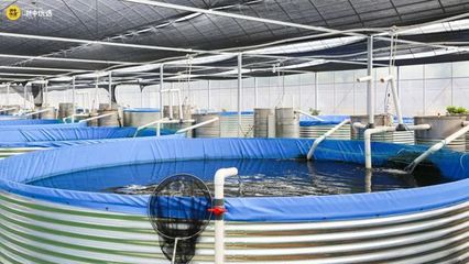 金華這個寶藏農場火了!很多人專門過去搶這種魚&hellip;