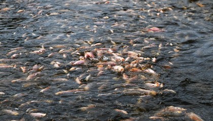 ?？诿捞m:農業新質生產力澆開鄉村振興之花