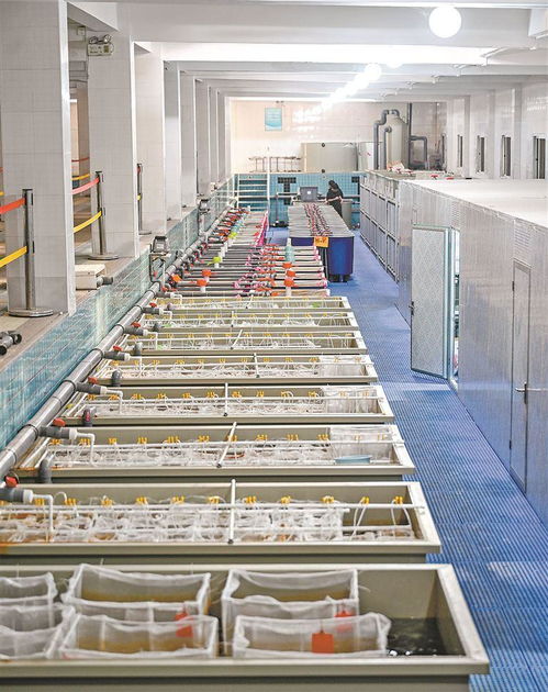 做強水產種業廈門芯 推動漁業高質量發展