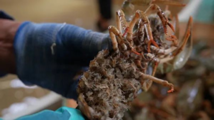 吉木乃縣窄螯螯蝦人工孵化取得重大突破 助力特色水產養殖業發展