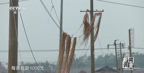 新聞?wù){(diào)查丨從受災(zāi)到重建 湖南團(tuán)洲垸復(fù)工復(fù)產(chǎn)情況如何