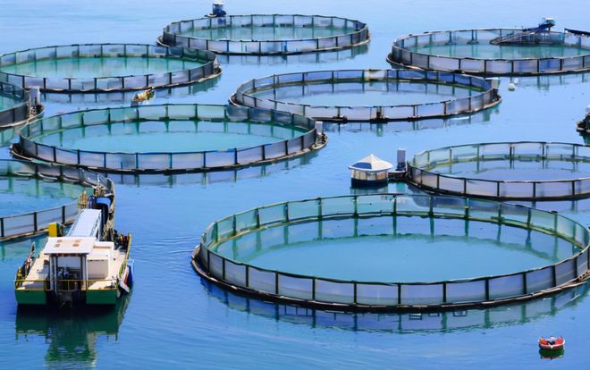 湖北依琪農(nóng)研:生態(tài)甲魚養(yǎng)殖技術(shù)的創(chuàng)新實(shí)踐與產(chǎn)業(yè)升級(jí)