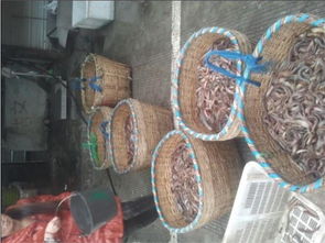 泥鰍養(yǎng)殖 泥鰍養(yǎng)殖技術(shù)之人工受精 內(nèi)江市東興區(qū)盛豐水產(chǎn)養(yǎng)殖場(chǎng) 泥鰍養(yǎng)殖,水花泥鰍,存片泥鰍,養(yǎng)殖技術(shù),商品泥鰍