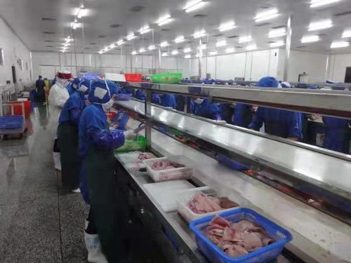 化州全力推動(dòng)羅非魚產(chǎn)業(yè)由大市轉(zhuǎn)向強(qiáng)市，助力農(nóng)家樂休閑觀光服務(wù)升級(jí)